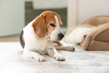 sad and worried beagle dog lying on a floor. Canine background