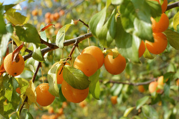 On the branch ripen fruits of cherry-plum (Prunus cerasifera).