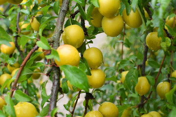 On the branch ripen fruits of cherry-plum (Prunus cerasifera).