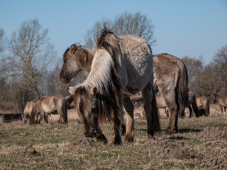 Fototapeta premium Close-up of Semi-wild Polish Konik horses with winter fur in a floodland meadow. Wildlife scenery