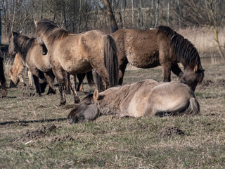 Naklejka na ściany i meble Group of grey semi-wild Polish Konik horses in floodland meadow with green vegetation in spring. Wild horses outdoors