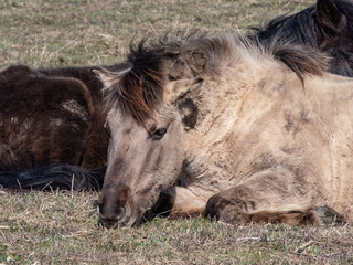 Naklejka na ściany i meble Close-up of Semi-wild Polish Konik horses with winter fur resting and sleeping on ground in a floodland meadow. Wildlife scenery
