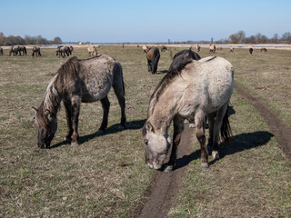 Naklejka na ściany i meble Group of grey semi-wild Polish Konik horses in floodland meadow with green vegetation in spring. Wild horses outdoors