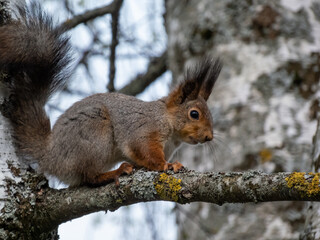 Naklejka na ściany i meble Close-up shot of the Red Squirrel (Sciurus vulgaris) sitting on a branch in forest