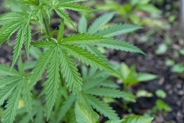 Young and juicy medical thc or cbd marijuana leaves playfully sway in the wind. Organic cannabis grows on a bed in the sun. Natural background and environment. Selective focus, cultivation of hemp.