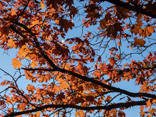 Red leaves of the Red maple (Acer rubrum) emerging red tinged in early spring with blue sky in background