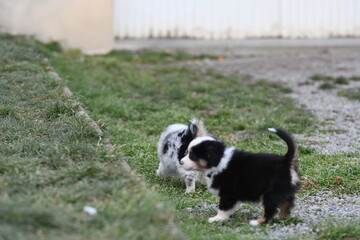 Chiot de race berger australien dans un élevage
