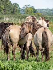 Group of grey and black Semi-wild Polish Konik horses spending time together in a floodland meadow with green vegetation in summer. Wildlife scenery © KristineRada