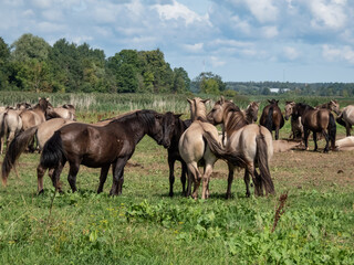 Naklejka na ściany i meble Grey and black Semi-wild Polish Konik horses spending time together in a floodland meadow with green vegetation in summer. Wild horse reintroduction