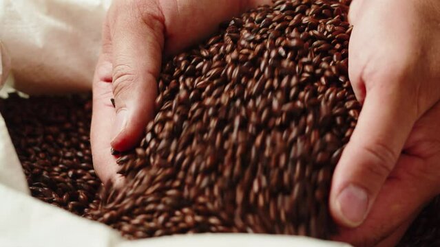 Dry black golden barley coffee beans malt close-up. Craft beer production. Ripe wheat grains texture. Brewery concept. Harvesting and farming, grocery. 