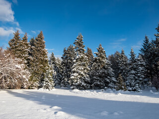 Fototapeta na wymiar Winter scenery. Forest of big trees completely covered with large amount of snow with blue contrasting sky in background