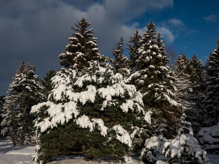 Winter scenery. Forest of big trees completely covered with large amount of snow with blue contrasting sky in background