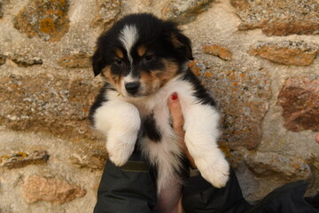 Bebe chiot de race berger australien 