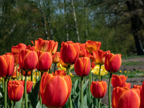 Darwin Hybrid Tulip  'Eric Hofsjo' blooming with Bi-Color Red-pink and cream flowers in garden