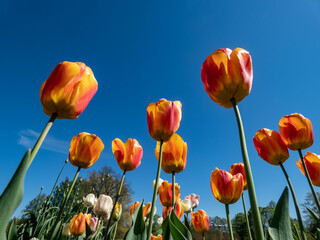 Close-up shot of a flowerbed with blooming orange and red bicolor tulips with bright blue sky in background. Shot from ground with view of tulips from below in sunlight