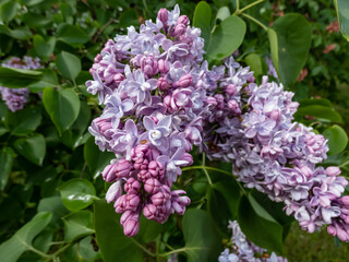 Fototapeta na wymiar Common Lilac (Syringa vulgaris) 'Katherine Havemeyer' blooming with violet-lavender double flowers that emerge from pink buds in panicles