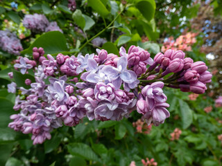 Common Lilac (Syringa vulgaris) 'Katherine Havemeyer' blooming with violet-lavender double flowers that emerge from pink buds in panicles