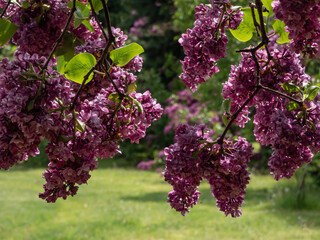 Common Lilac (Syringa vulgaris) 'Ogni Donbassa' blooming with purple double flowers with light...