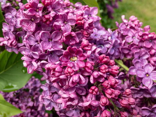 Award-winning Common Lilac (Syringa vulgaris) 'Andenken an Ludwig Spath' blooming with slender panicles packed with amazingly fragrant, single, wine-red flowers in spring