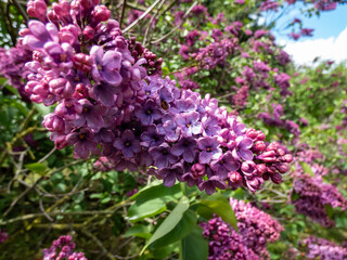 Award-winning Common Lilac (Syringa vulgaris) 'Andenken an Ludwig Spath' blooming with slender panicles packed with amazingly fragrant, single, wine-red flowers in spring