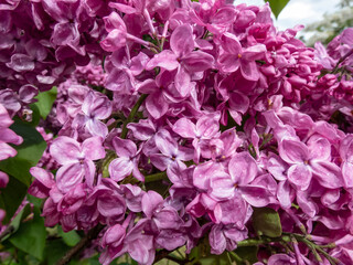 Common Lilac (Syringa vulgaris) 'Poltava' blooming with single flowers in beautiful shades of violet to lilac in panicles