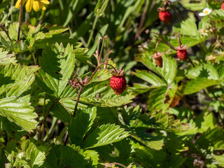 Close-up shot of the wild strawberry, Alpine strawberry or European strawberry plants growing in clumps flowering with white flowers and maturing ripe, red fruits in garden