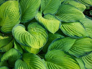 Fototapeta na wymiar Plantain lily (hosta) 'Gold standard' is medium to large hosta forming dense, overlapping mound of wide-oval, slightly cupped leaves with irregular margines, the leaf centers change to yellow