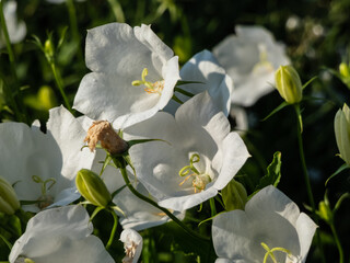 The tussock bellflower or Carpathian harebell (Campanula carpatica)Alba flowering with pure white, bell-shaped single flowers on short stalks just above its foliage