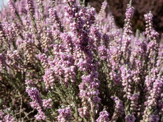 Macro of Calluna vulgaris 'Silver cloud' with bright silvery-grey foliage flowering with spikes of pale purple flowers in summer through to autumn