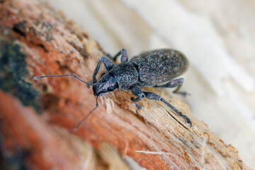 Grey Pine Weevil (Brachyderes incanus), on wood.