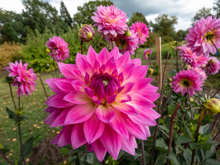 Dahlia 'Miss delilah' blooming with large flower with hot pink outer petals and a cooler creamy...