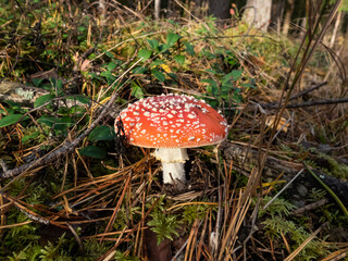 Big, red poisonous mushroom Fly Agaric (Amanita Muscaria) mushroom with white warts and visible white veil in a forest surrounded with green grass and moss