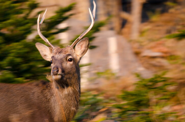 Male sika deer Cervus nippon yesoensis eating grass. Shiretoko National Park. Shiretoko Peninsula. Hokkaido. Japan.
