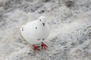 Selective focus photo. White pigeon on snow covered pavement.