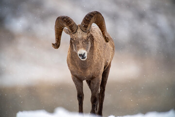 Big Horn Sheep