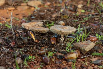 pilze im wald