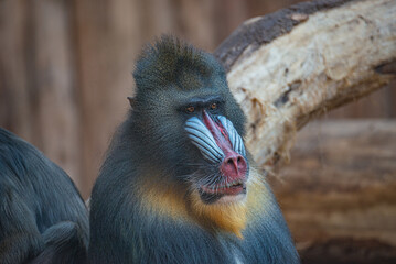 Portrait of big colorful and curious African mandrill, an alpha male at observing pose, closeup, details