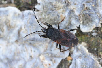 Bug Eremocoris plebejus, Family: Lygaeidae, A scarce bug, known mainly from pine forests.