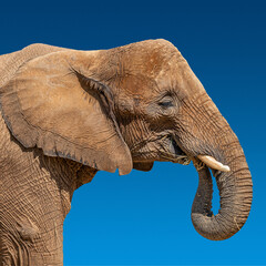 Portrait of huge and powerful African elephant with tusks at blue sky gradient background with copy...
