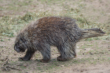 Portrait of a North American porcupine looking for food, close up, details