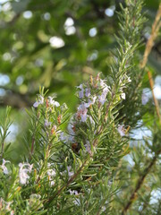 rosemary with flowers