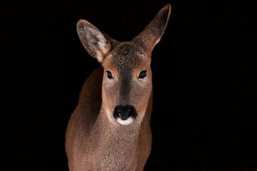 Portrait of a deer and