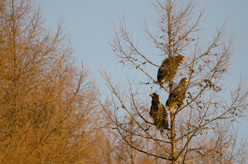 Young Steller's sea eagles Haliaeetus pelagicus on a tree. Kiyosato. Hokkaido. Japan.