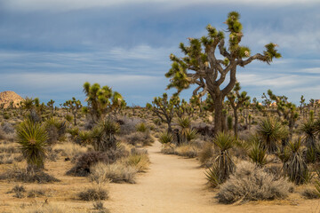 Fototapeta na wymiar Joshua Trees in Joshua Tree National park, California