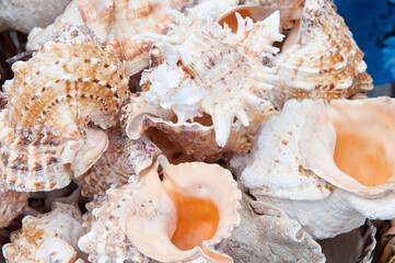 Pile of sea shells in a street market