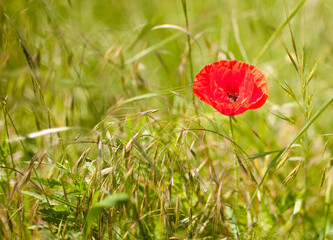 Red poppy flower stands out in the grass