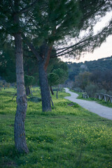 Landscape at El Pardo, Madrid. Green meadow and walking path.