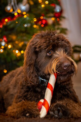 Brown Labradoodle dog chewing on a Christmas stick in front of a Christmas tree