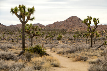Joshua Trees in Joshua Tree National park, California
