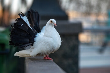 White purebred dove sits on the railing.